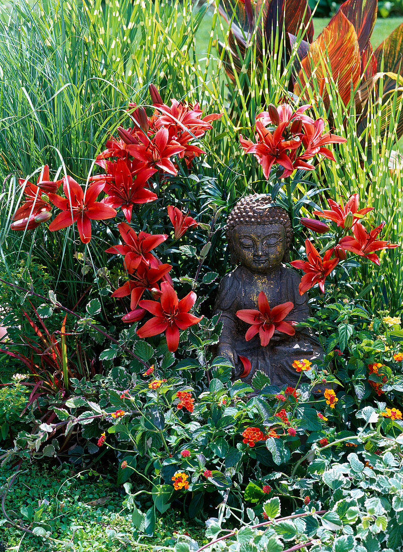 Lilium asiaticum 'Red Dwarf' (Lilien)