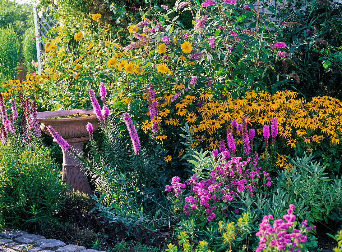 Rudbeckia fulgida 'Goldsturm' (Yellow Sunhat), Liatris