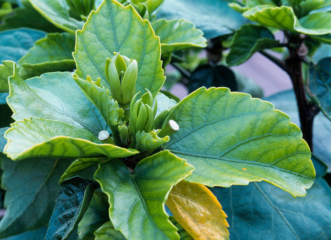 Hibiscus rosa-sinensis (rose marshmallow) with nitrogen deficiency