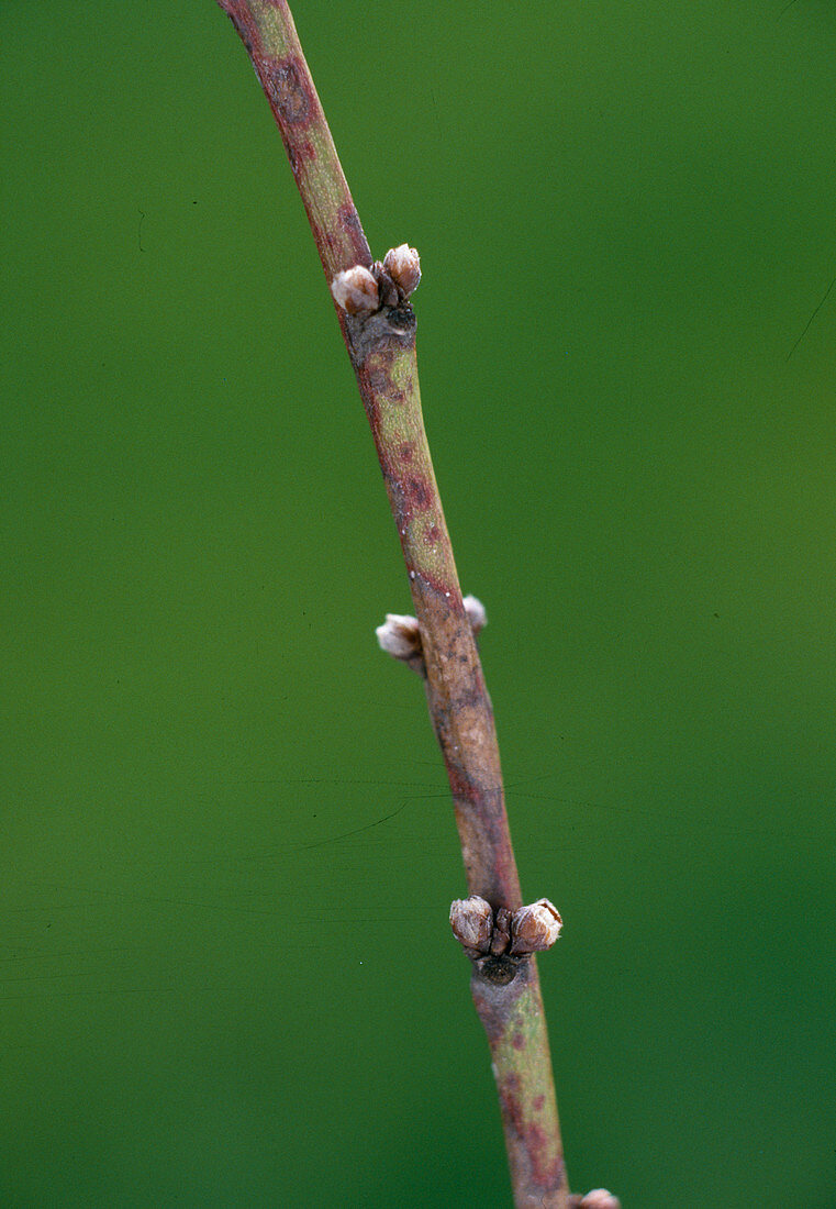 Prunus persica (Pfirsich), Zweig mit Knospen