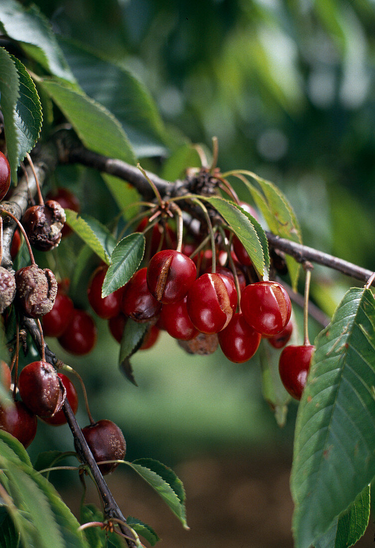 Sweet cherries burst by rain