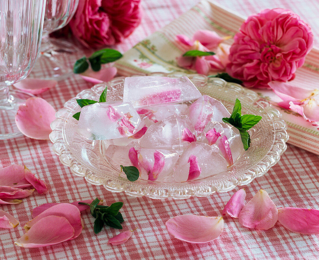 Rosa (Rosen), Blütenblätter in Eiswürfel eingefroren auf Teller aus Glas, Mentha (Minze), Blütenblätter