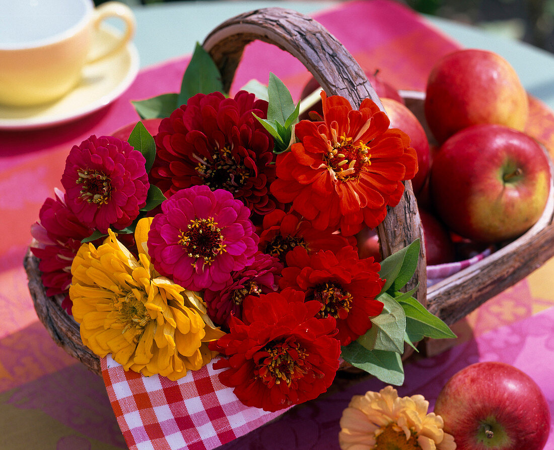 Zinnia, freshly cut, and Malus in basket, napkin