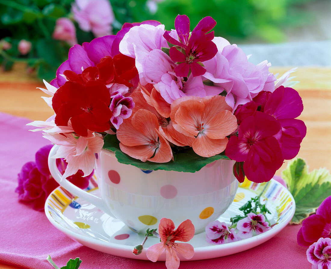 Strauß aus verschiedenen Pelargonium (Geranien) in gepunkteter Tasse