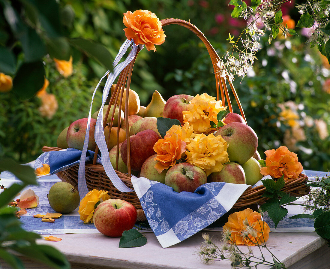 Malus (Äpfel), Pyrus (Birnen) und Rosa (Rosen) in Korb mit Handtuch