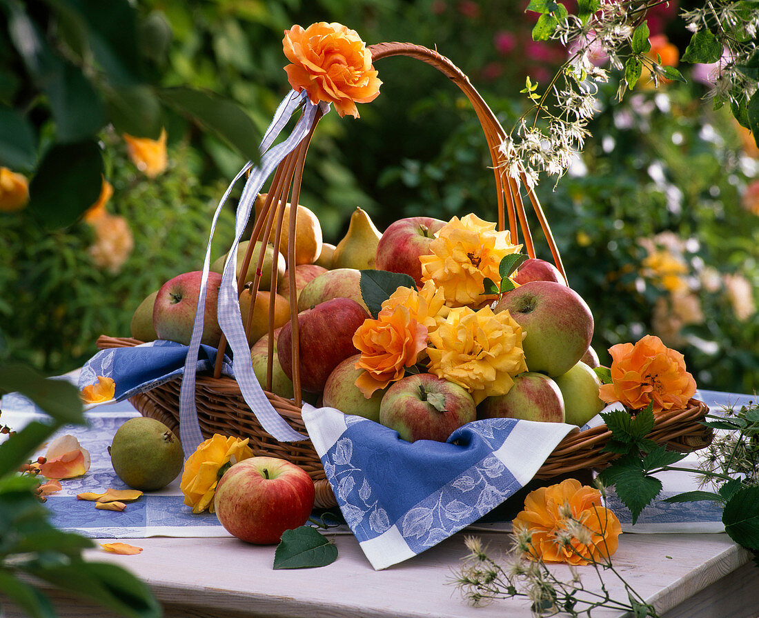 Malus (apples), Pyrus (pears) and Rosa (roses) in basket with towel