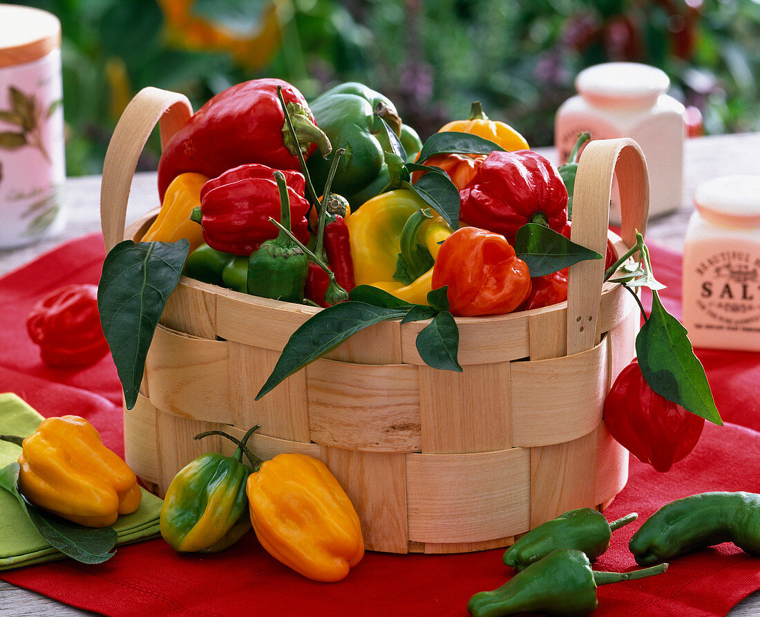 Capsicum (Paprika, rot, grün, gelb) in Korb auf dem Tisch, Paprikablätter