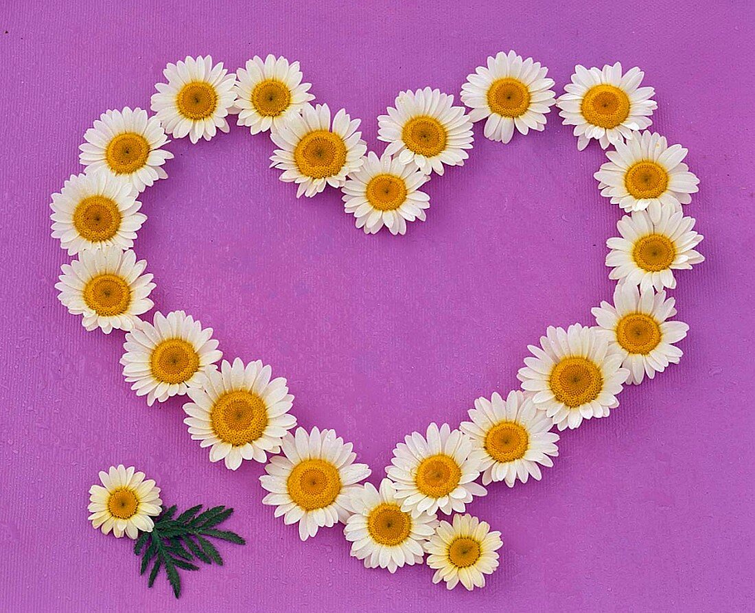 Heart of flowers of Argyranthemum (daisies) on purple background