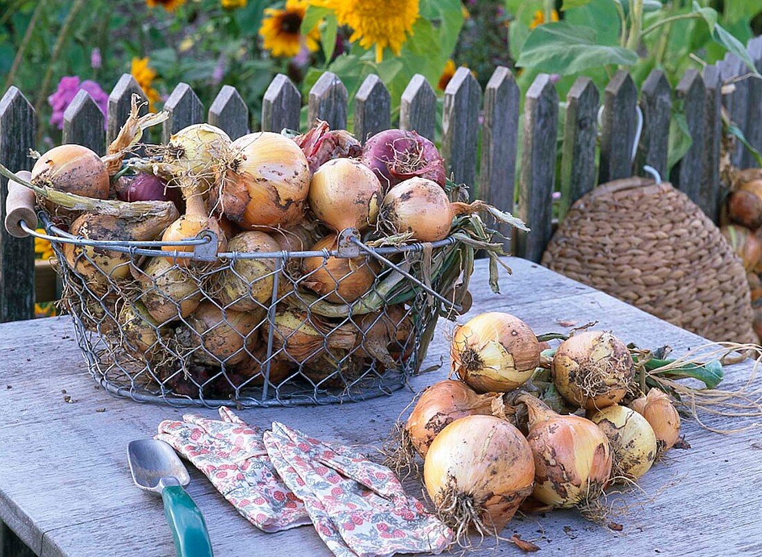 Freshly harvested onions in a wire basket