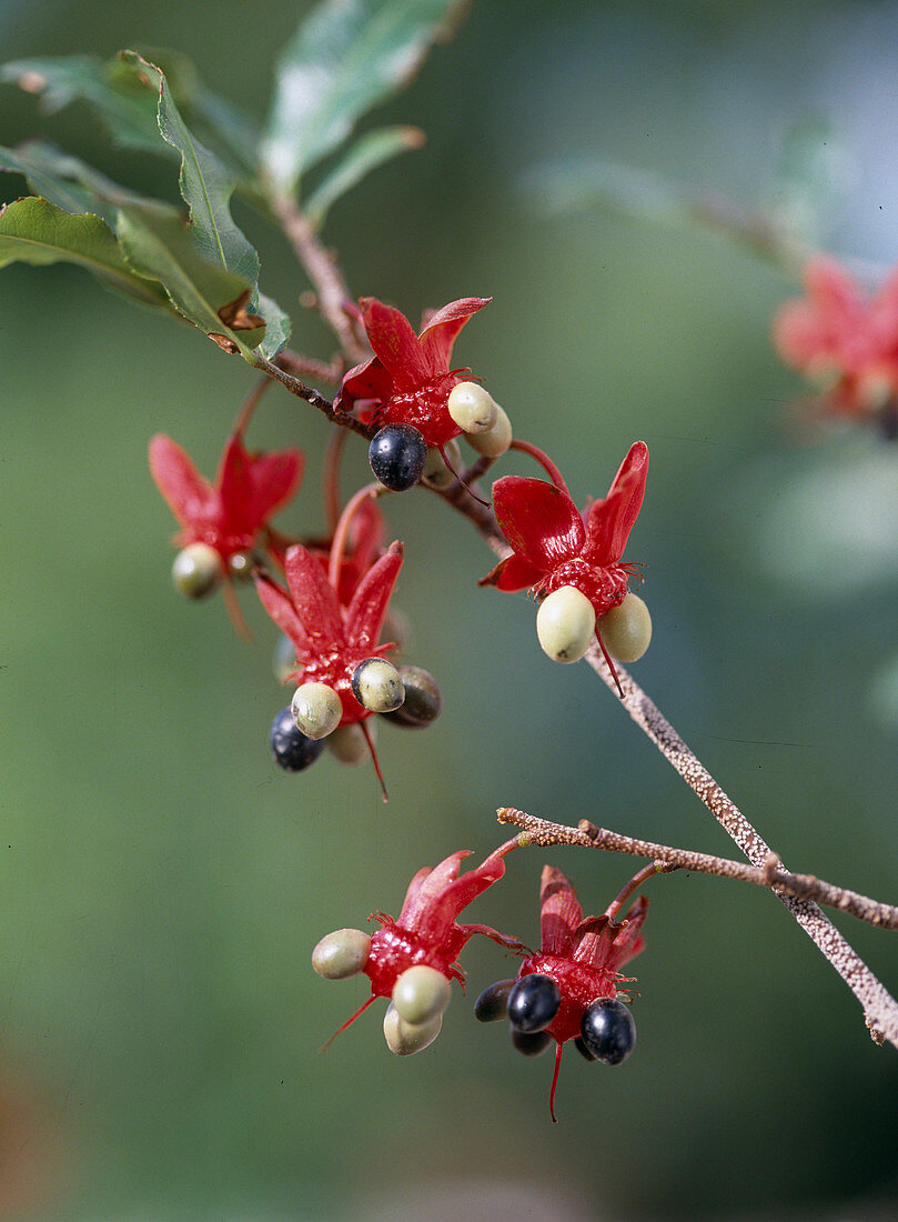 Ochna atropurpurea