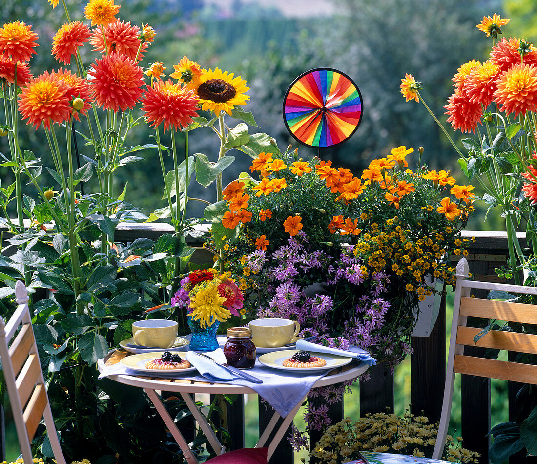 Mini-balcony with dahlia, tagetes (Marigold)