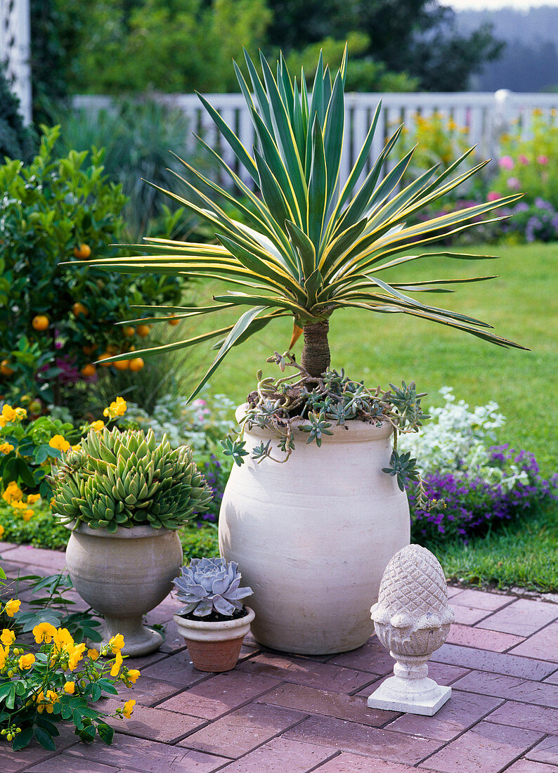 Yucca gloriosa 'Variegata' (palm lily)