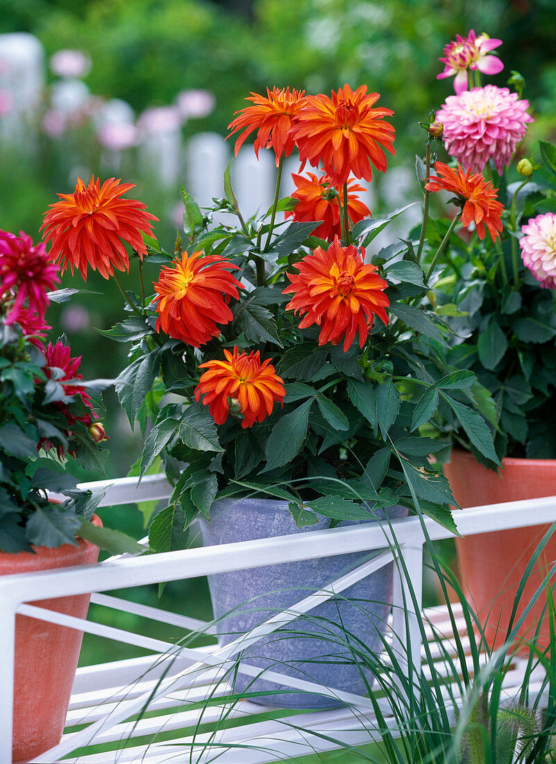 Dahlia (Dahlia), orchid-flowered dahlia with red-orange flowers