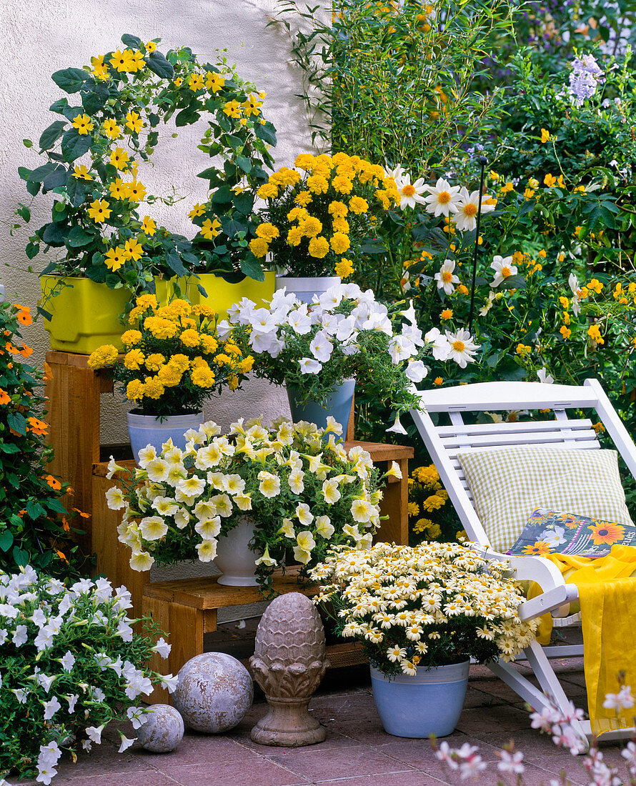 Petunia, tagetes (marigold), thunbergia