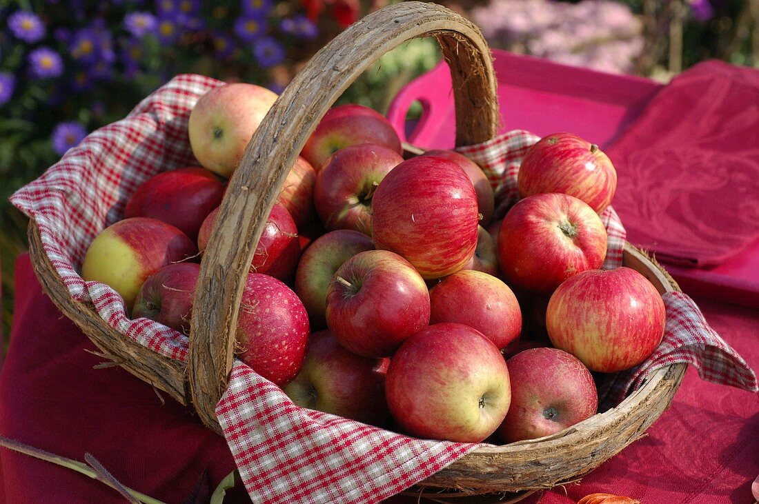 Korb mit frisch geernteten Malus (Äpfeln)