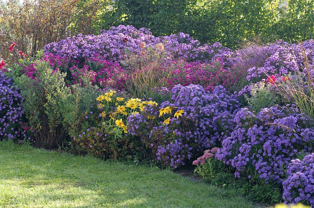 Herbstbeet mit Aster (Herbstastern) in blau, pink und lila