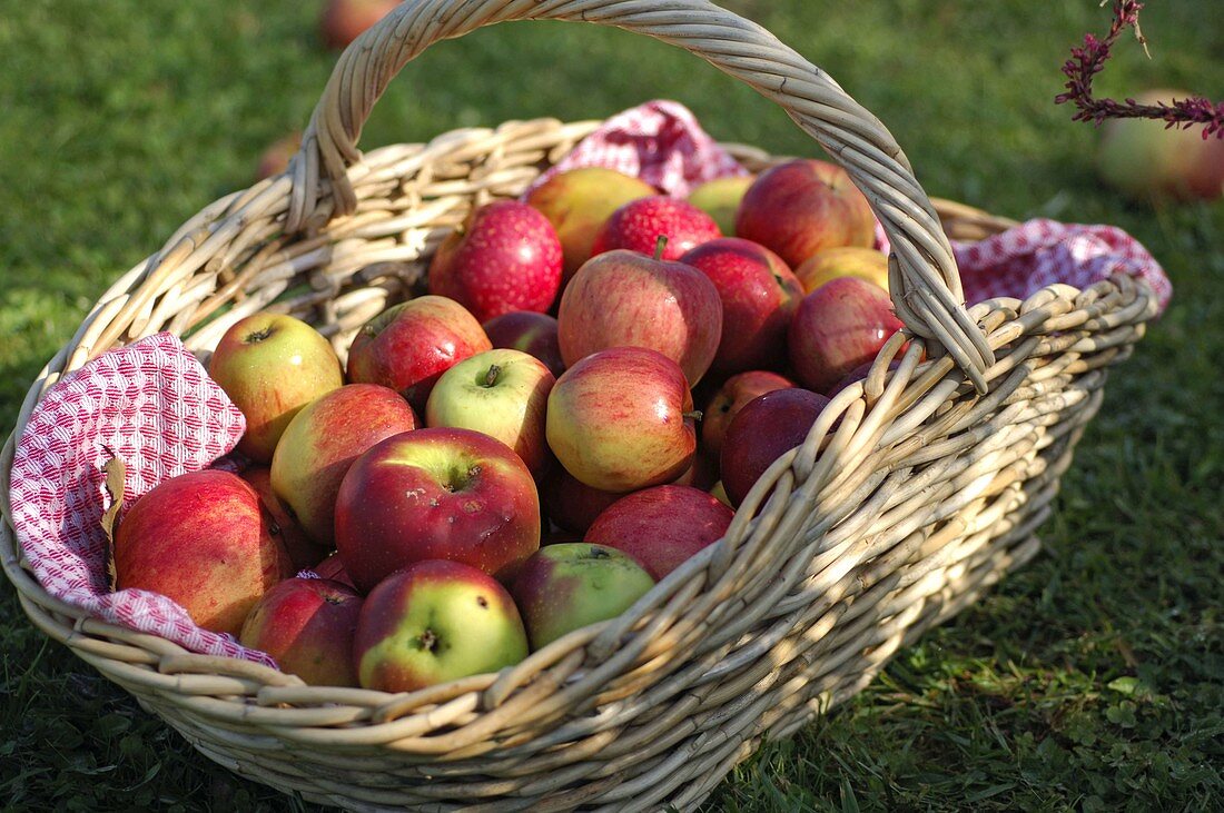 Basket with freshly harvested Malus (apples)