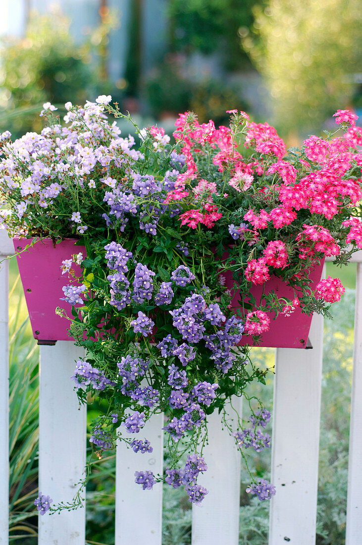 Pink balcony box with Bacopa 'Copa Blue' (Snowflake)