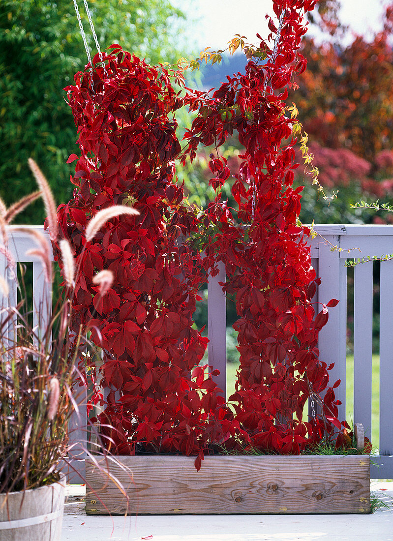 Wooden box with Parthenocissus quinquefolia (Wild Vine)