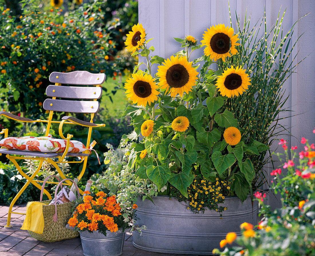 Helianthus (Sunflower), Miscanthus 'Zebrinus'