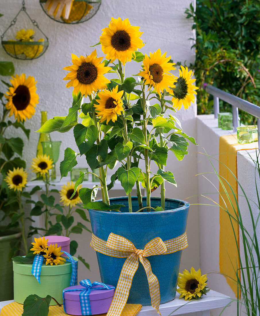 Helianthus (sunflower) in blue bucket