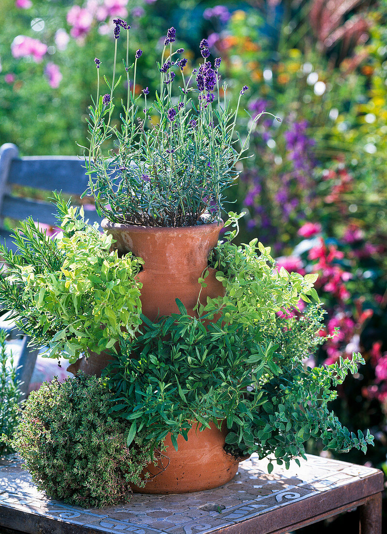 Pocket amphora (strawberry pot) planted with herbs (2/2)