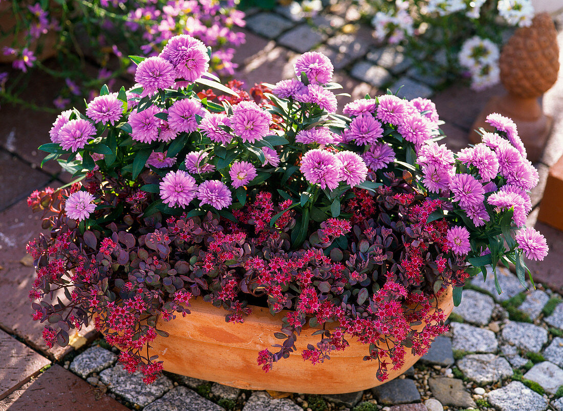 Bowl with Aster novi-belgii (Smooth-leaved Aster) and Sedum