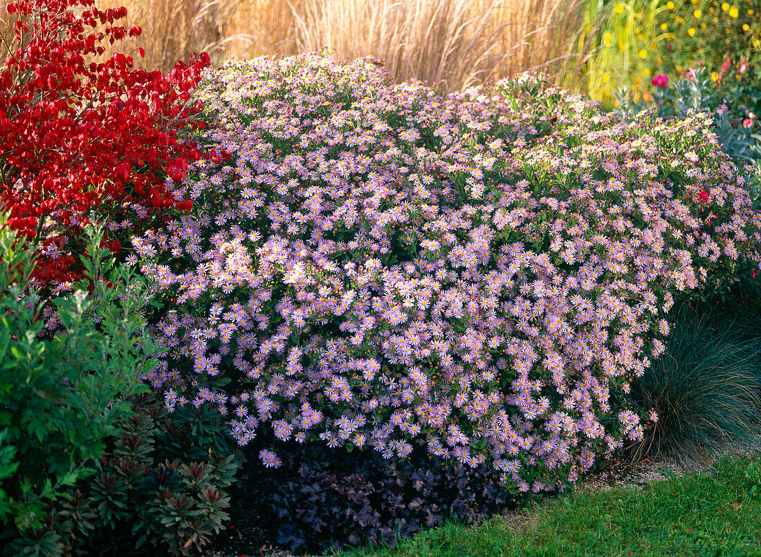 Aster ageratoides 'Asran' (Autumn aster)