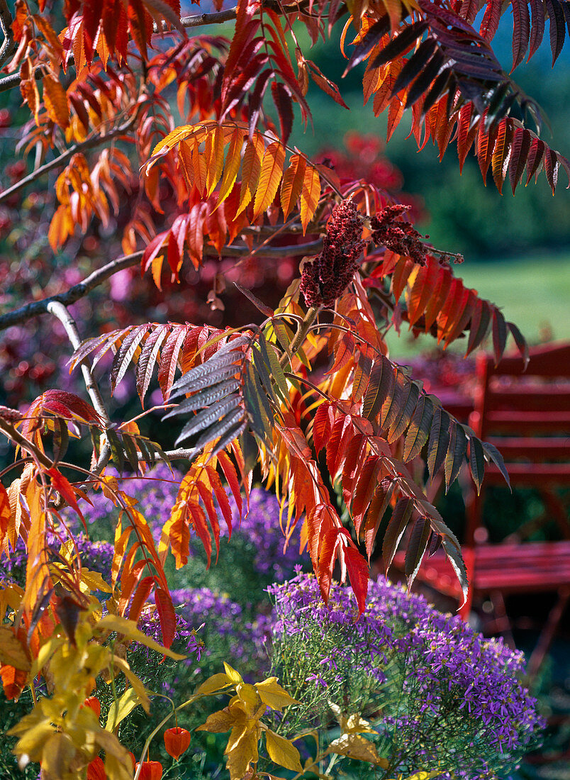 Red autumn leaves of rhus typhina (vinegar tree)