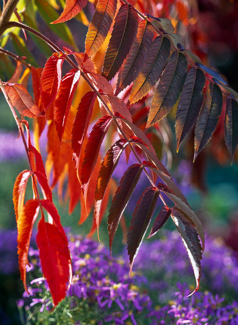 Red autumn leaves of Rhus typhina (vinegar tree)