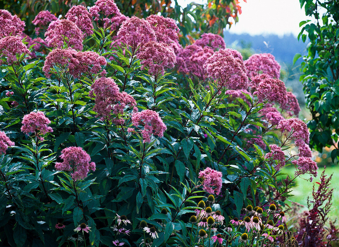 Eupatorium fistulosum (Water Wort)