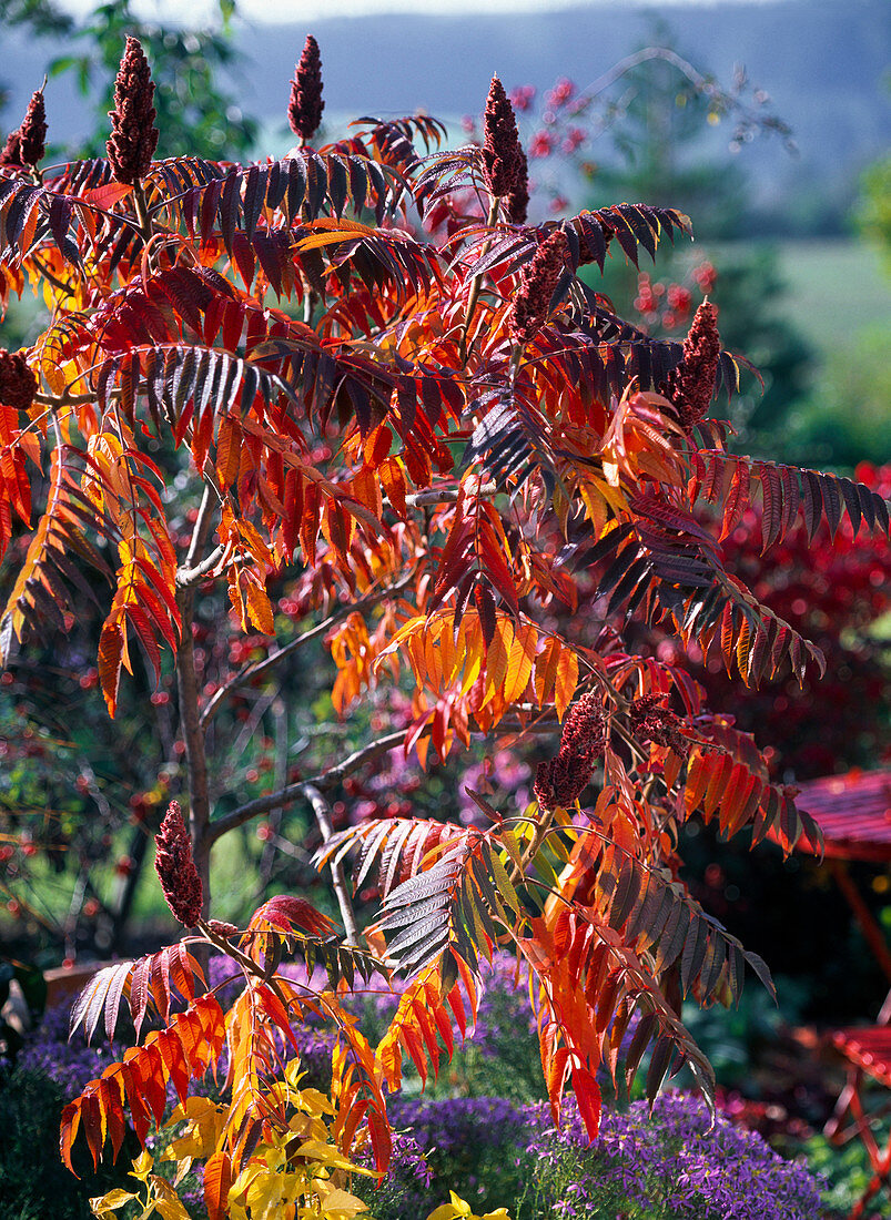 Rhus typhina (vinegar tree) in autumn color, with inflorescences