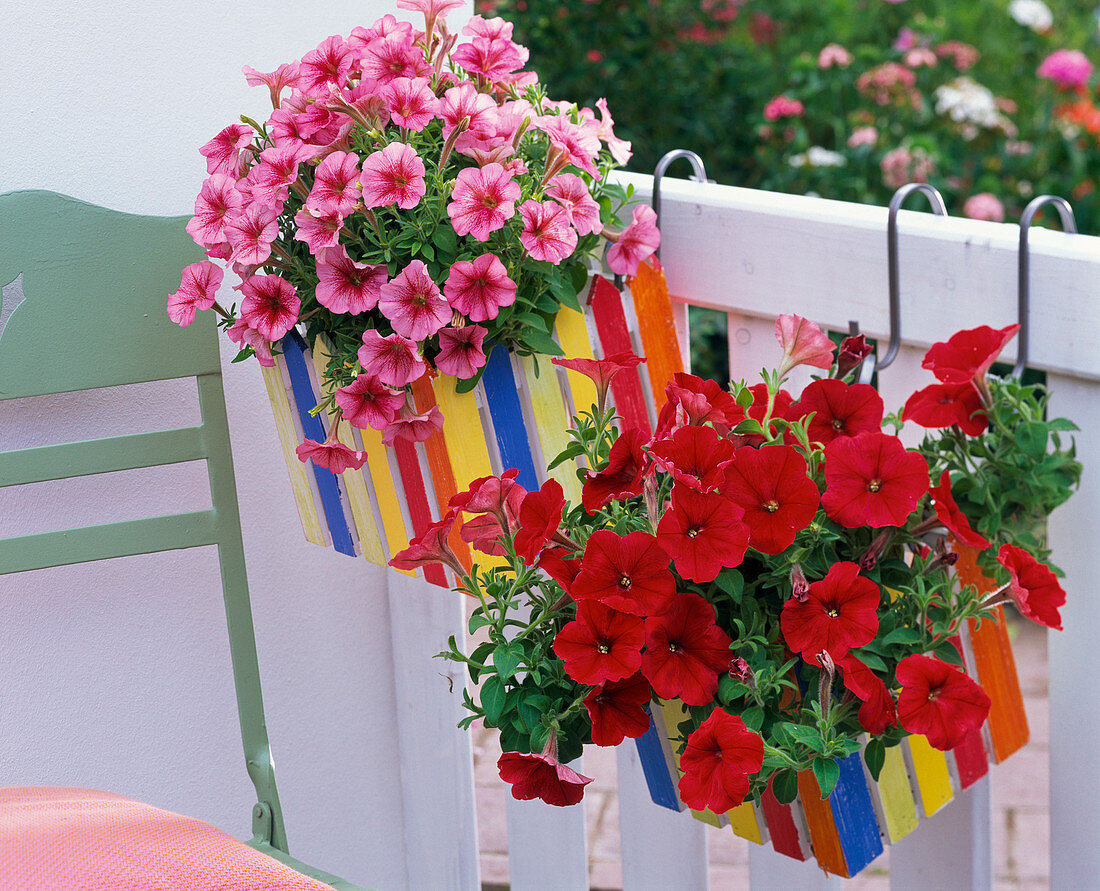 Petunia Sylvana 'Real Red', 'Conchita', 'Strawberry Frost' (Petunias)