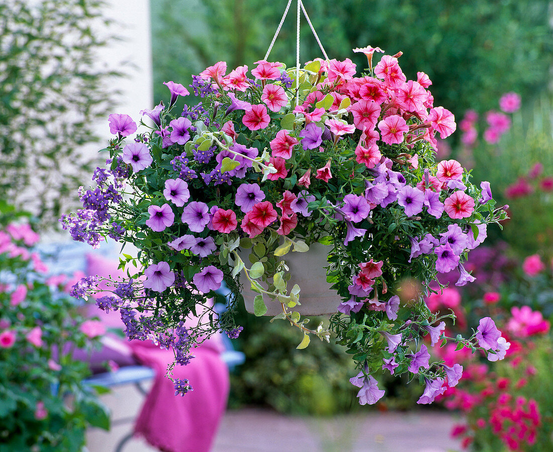 Hanging basket with Petunia (Petunia), Nemesia