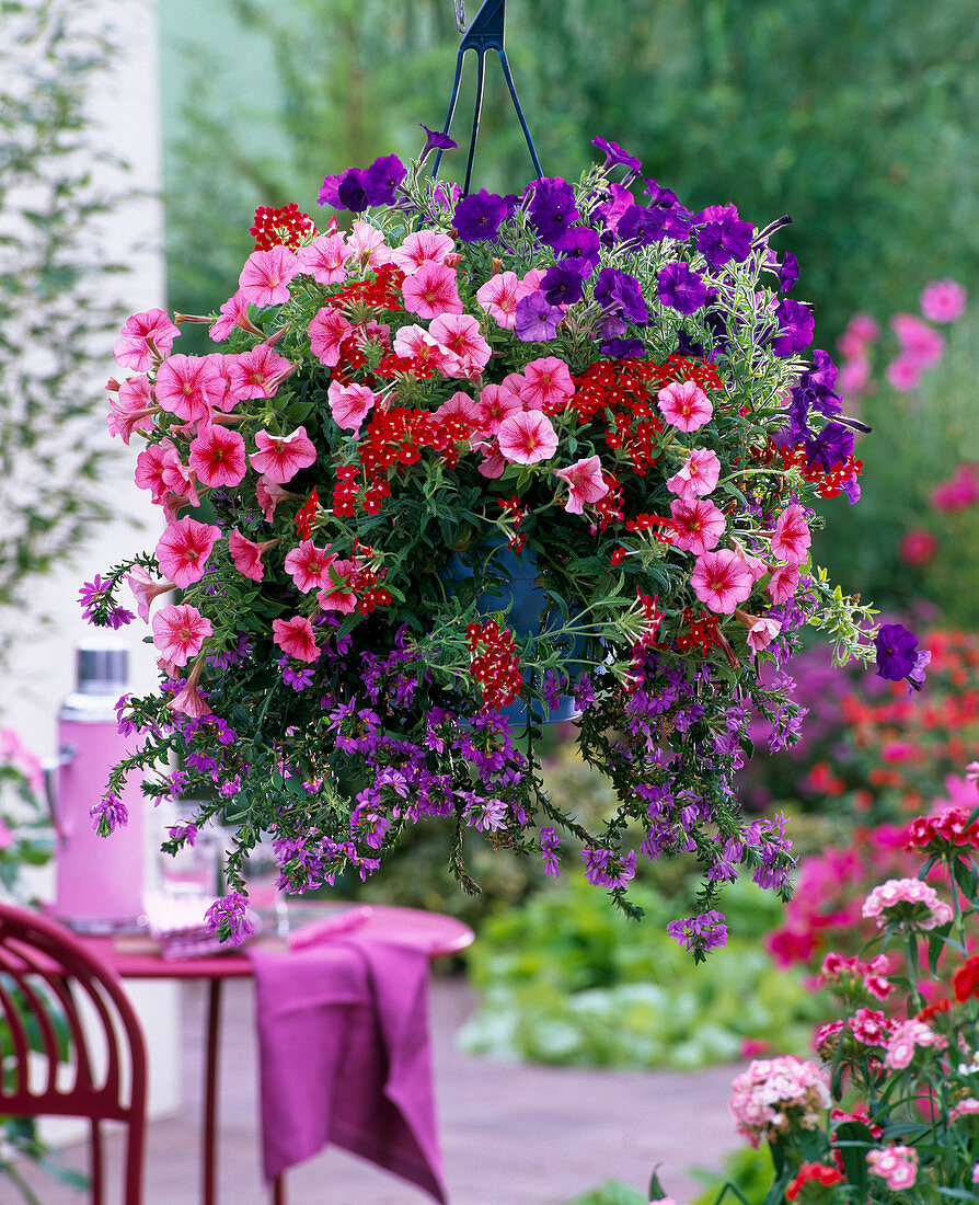 Petunia 'Strawberry Frost', Calimero 'Blue' (Petunia)