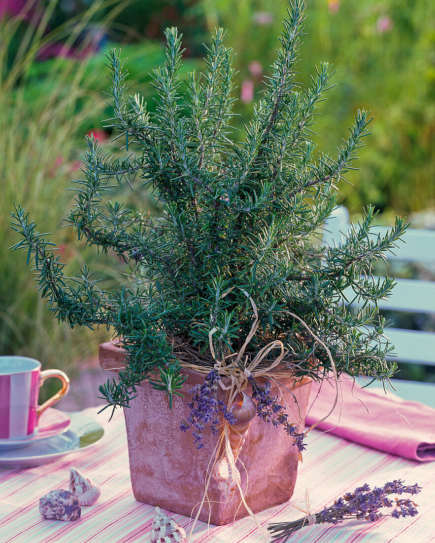 Rosmarinus (rosemary) in a square terracotta pot