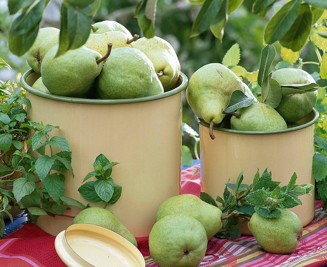 Pyrus (Pears) in tins, Mentha (Mint)