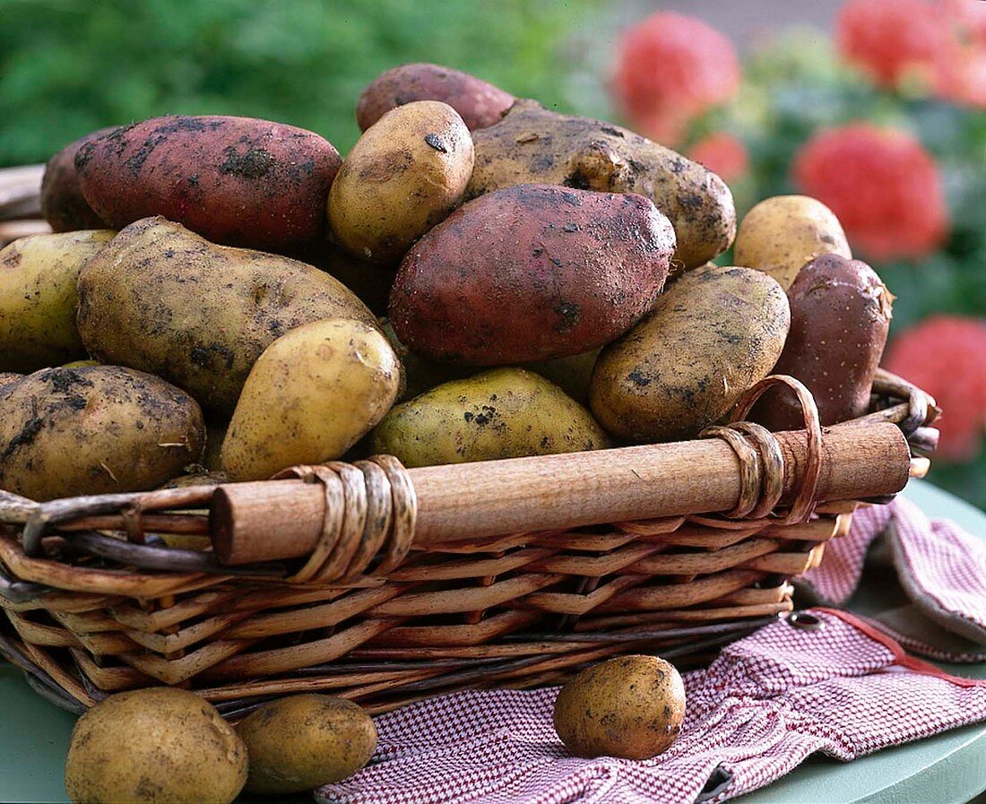 Solanum (Kartoffeln) frisch geerntet in Korb, Handschuhe