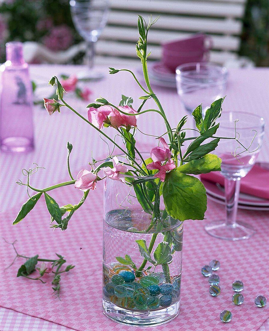 Lathyrus (Duftwicken) in Glas mit Murmeln als Steckhilfe