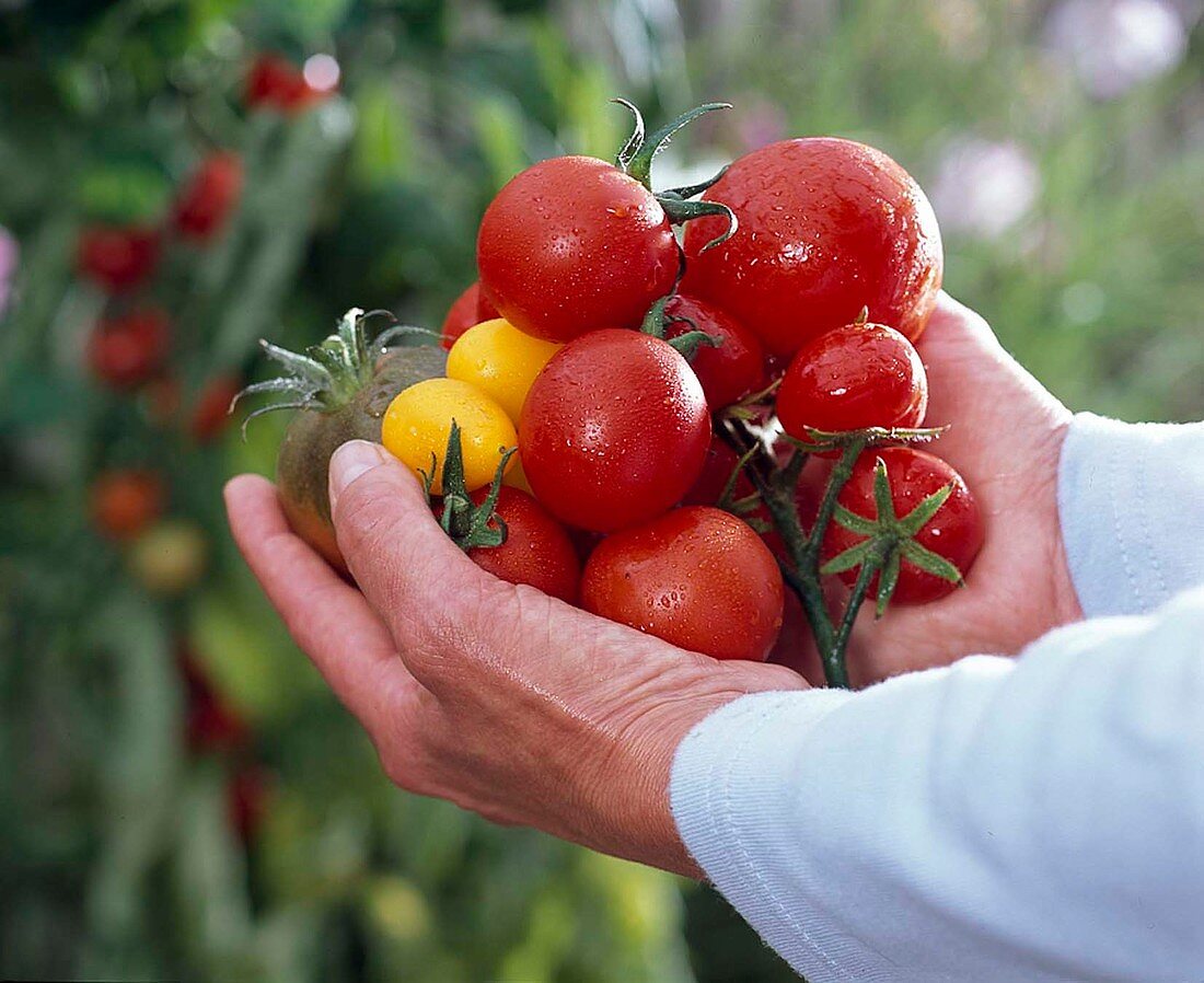 Various Lycopersicon (tomatoes) on hands