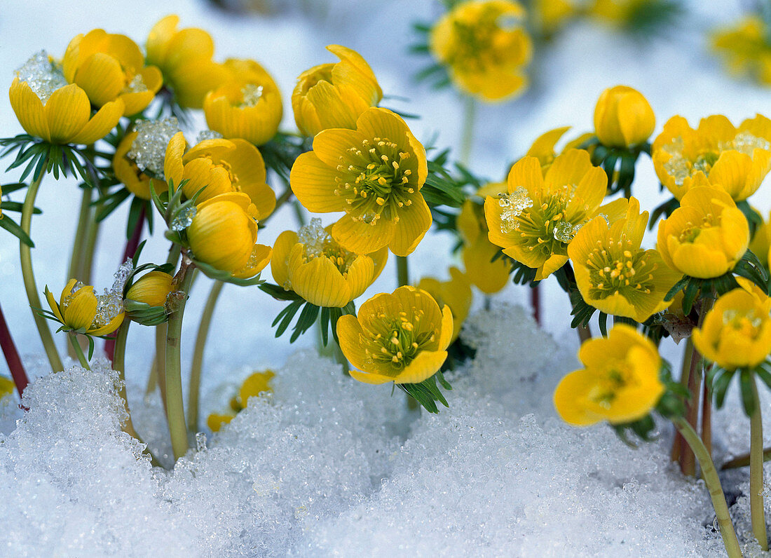 Eranthis hyemalis (winter aconite)