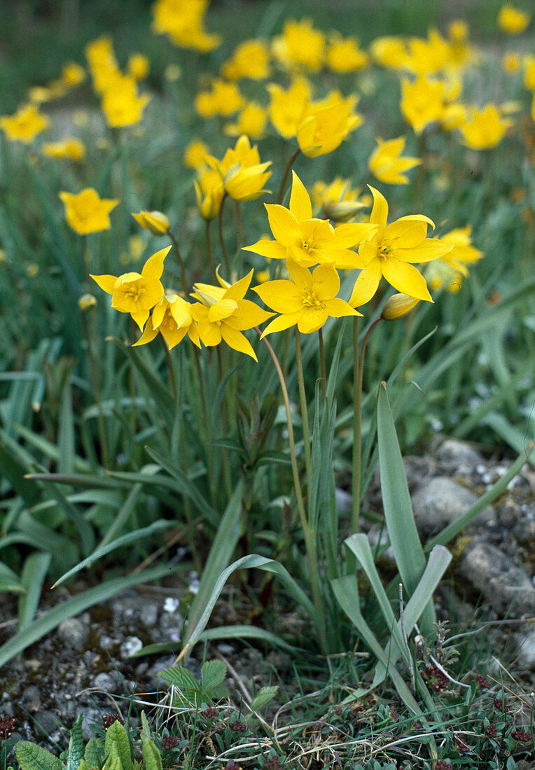 Tulipa SYLVESTRIS (Wild - Tulpe)