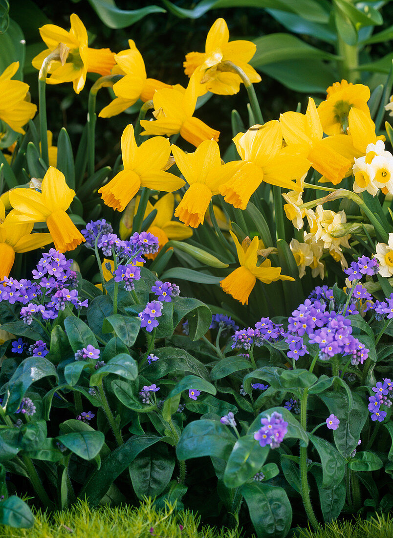 Narcissus 'Jetfire' 'Minnow' (daffodils), Myosotis 'Myomark' (forget-me-not)