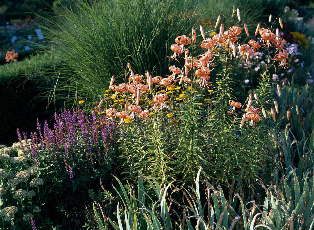 Lilium tigrinum, Salvia x superba 'Ostfriesland', Sedum telephium