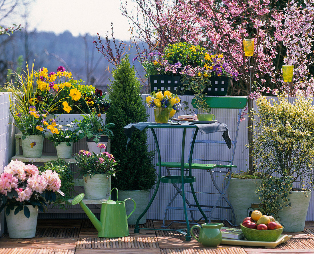 Rhododendron yaku 'Percy Wiseman', Erysimum (Goldlack