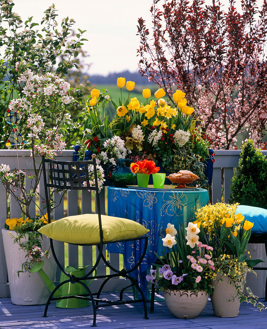 Prunus / Blutpflaume, Malus / Zierapfel, Tulipa / Tulpen, Narcissus