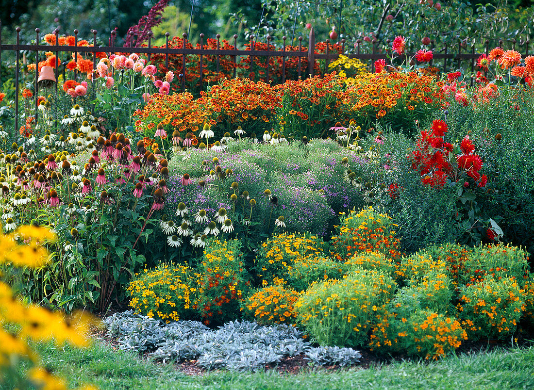 Colorful late summer bed, Echinacea (red and white coneflower)