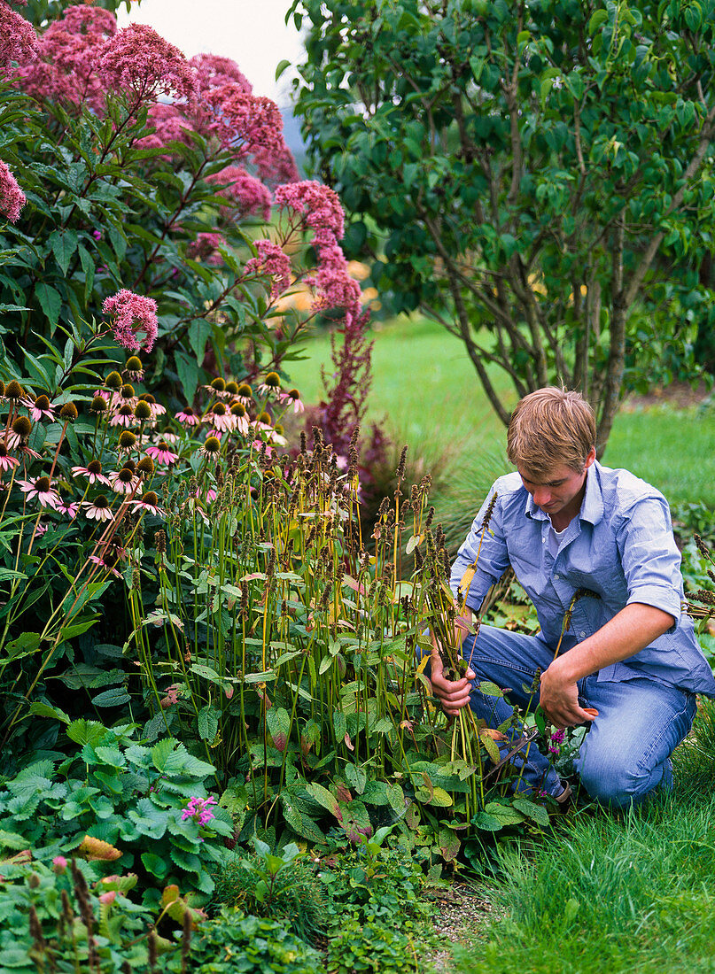 Young man cutting back withered Stachys (cistus)