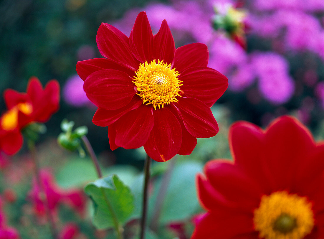 Dahlia 'Firewheel' (Simple Dahlia)