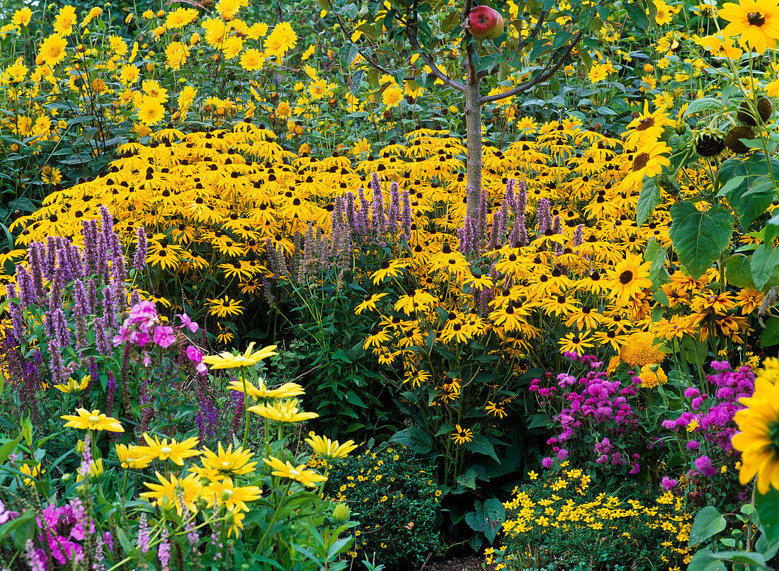 Rudbeckia fulgida 'Goldsturm' (Coneflower)